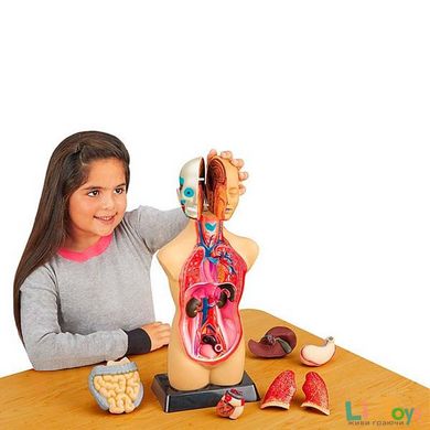 Анатомічна модель людини Edu-Toys збірна, 27 см (MK027)
