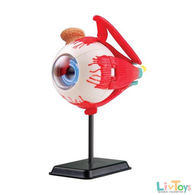 Модель очного яблука Edu-Toys збірна, 14 см (SK007)