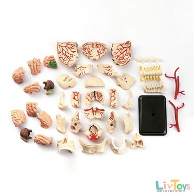 Модель черепа с нервами Edu-Toys сборная, 9 см (SK010)