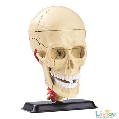 Модель черепа з нервами Edu-Toys збірна, 9 см (SK010)