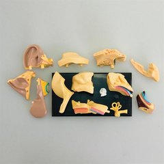 Модель анатомия уха Edu-Toys сборная, 7,7 см (SK012)