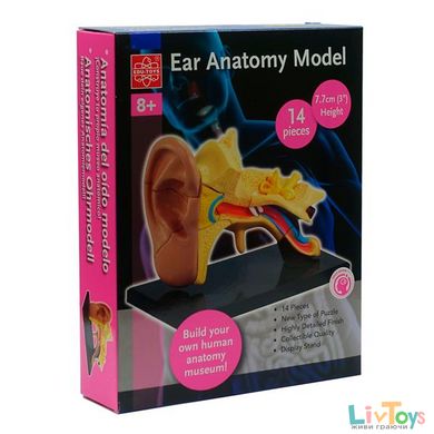 Модель анатомия уха Edu-Toys сборная, 7,7 см (SK012)