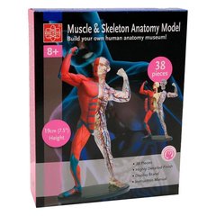 Модель м'язів і скелета людини Edu-Toys 19 см Згідно НУШ (SK056)