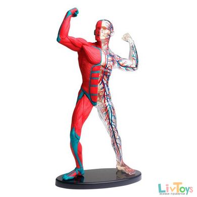 Модель мышц и скелета человека Edu-Toys сборная, 19 см (SK056)