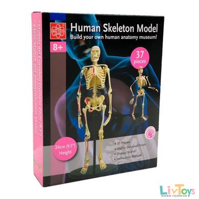 Модель кістяка людини Edu-Toys збірна, 24 см (SK057)