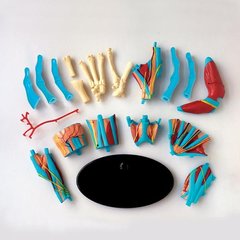 Модель руки Edu-Toys сборная, 16,5 см (SK058)